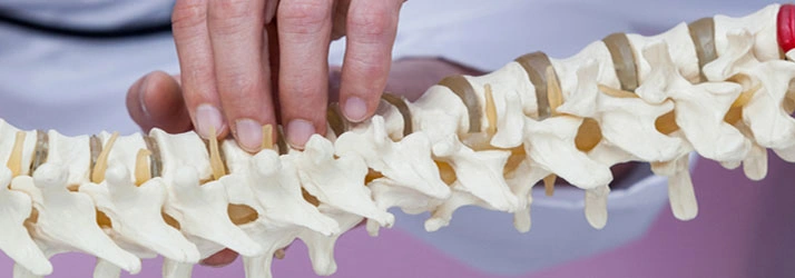 Hands examining a spine model
